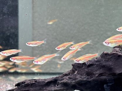 Rubinbärbling I Glühlichtbärbling Danio choprae