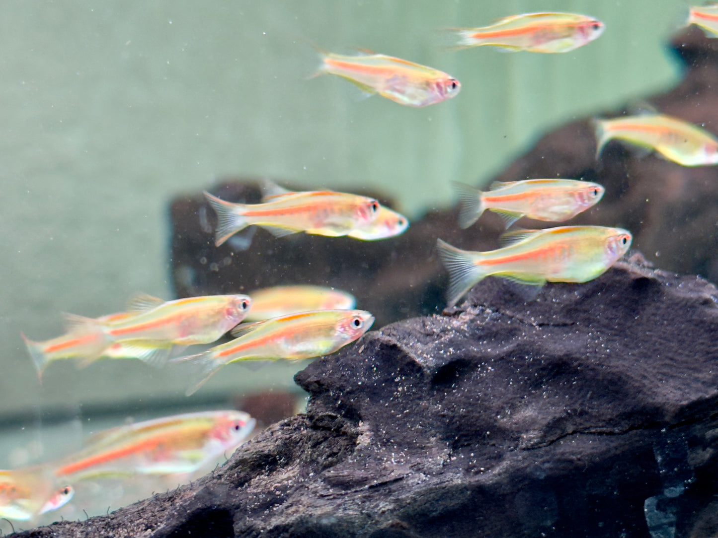 Rubinbärbling I Glühlichtbärbling Danio choprae