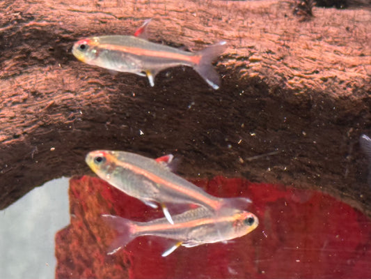 Glühlichtsalmler Hemigrammus erythrozonus