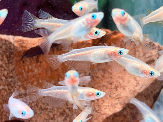 Gold Medaka Reisfisch  Oryzias latipes