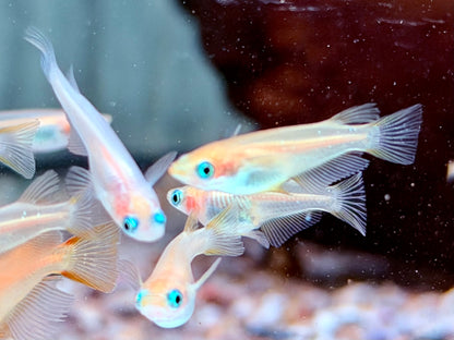 Gold Medaka Reisfisch  Oryzias latipes