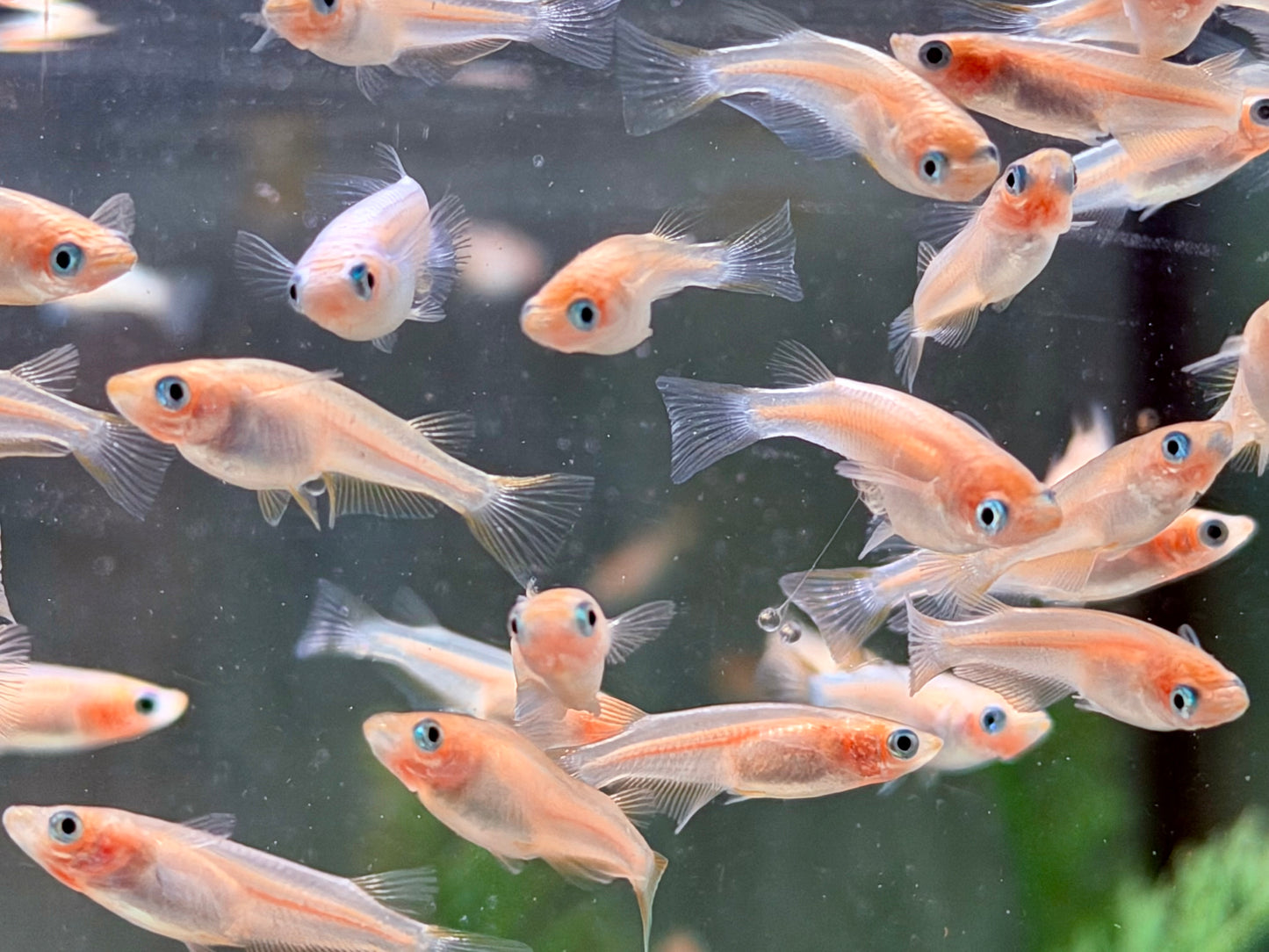Gold Medaka Reisfisch  Oryzias latipes