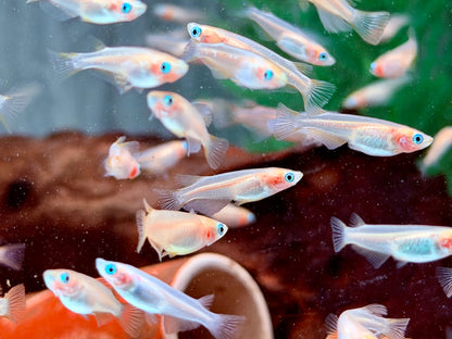 Gold Medaka Reisfisch  Oryzias latipes