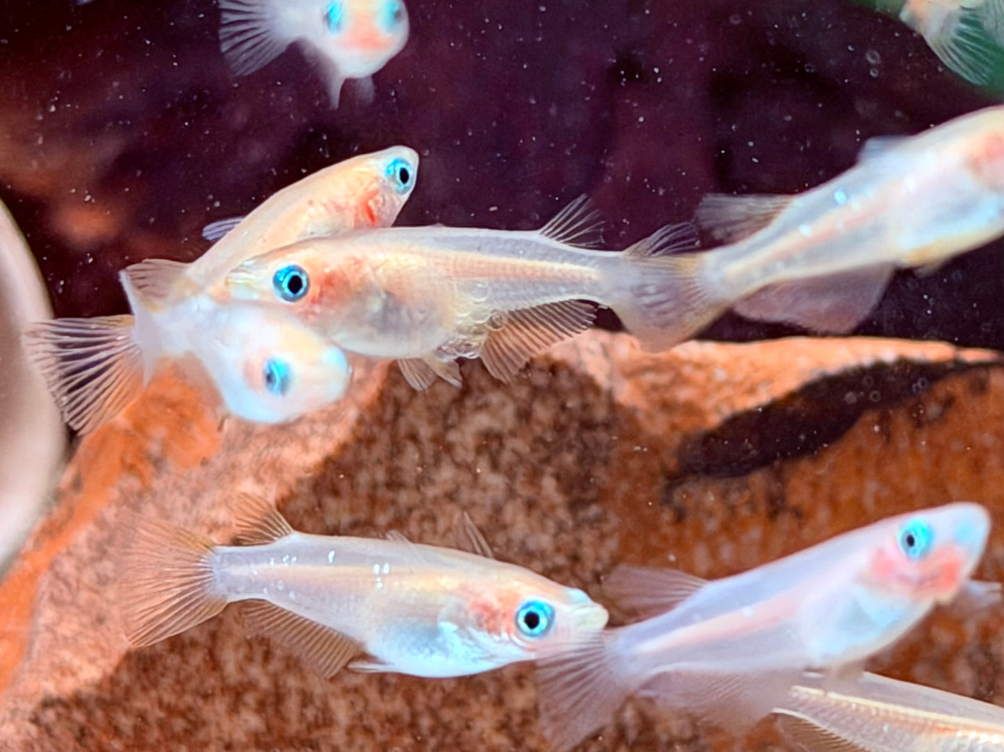 Gold Medaka Reisfisch  Oryzias latipes