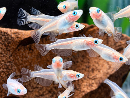 Gold Medaka Reisfisch  Oryzias latipes