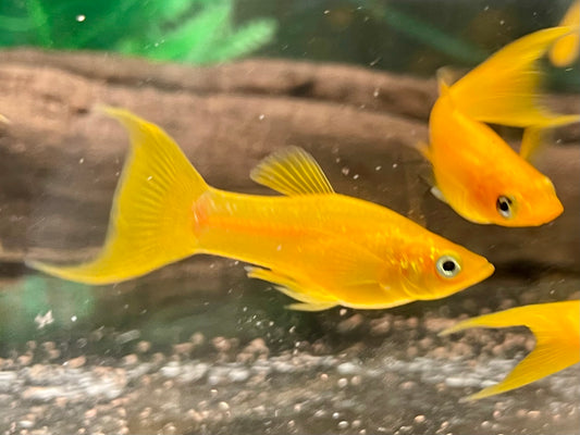 Gold Molly Lyra Poecilia sphenops