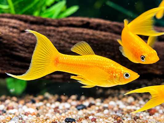 Gold Molly Lyra Poecilia sphenops