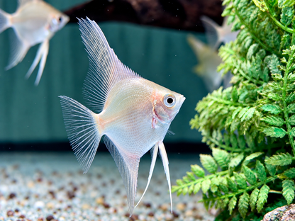 Gold Skalar Pterophyllum scalare