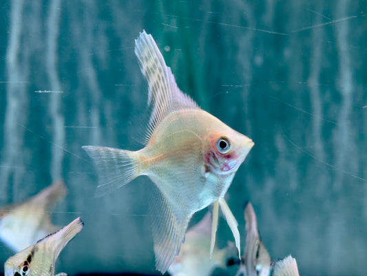 Gold Skalar Pterophyllum scalare