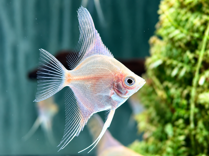 Gold Skalar Pterophyllum scalare