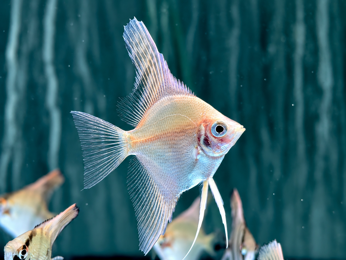 Gold Skalar Pterophyllum scalare