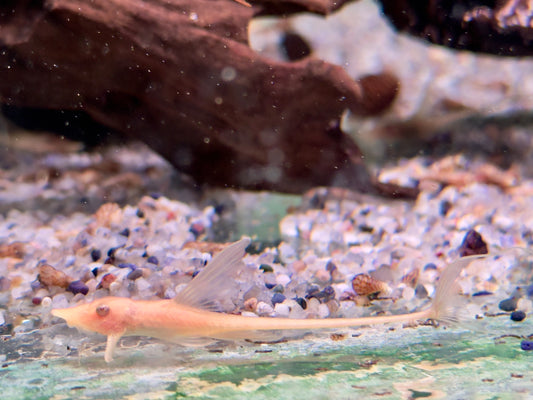 Goldbart Störwels ALBINO Sturisoma aureum