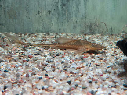 Goldbart Störwels Sturisoma aureum ca. 10-12 cm