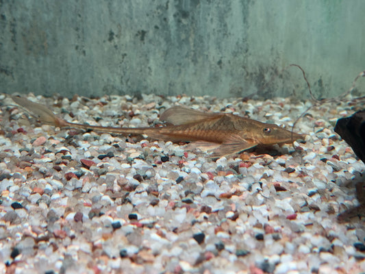 Goldbart Störwels Sturisoma aureum ca. 10-12 cm