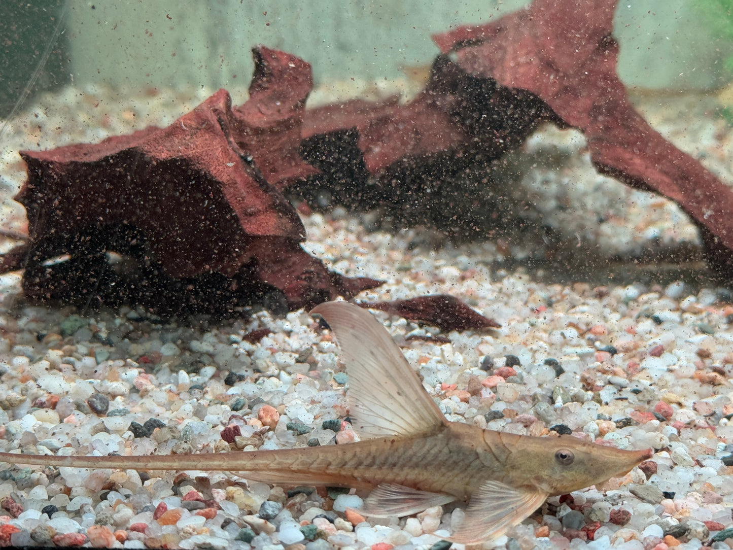 Goldbart Störwels Sturisoma aureum ca. 10-12 cm