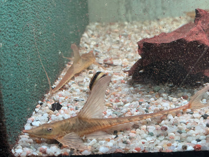 Goldbart Störwels Sturisoma aureum ca. 10-12 cm