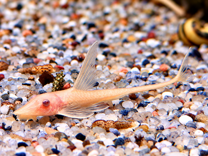 Goldbart Störwels Weiß Sturisoma aureum