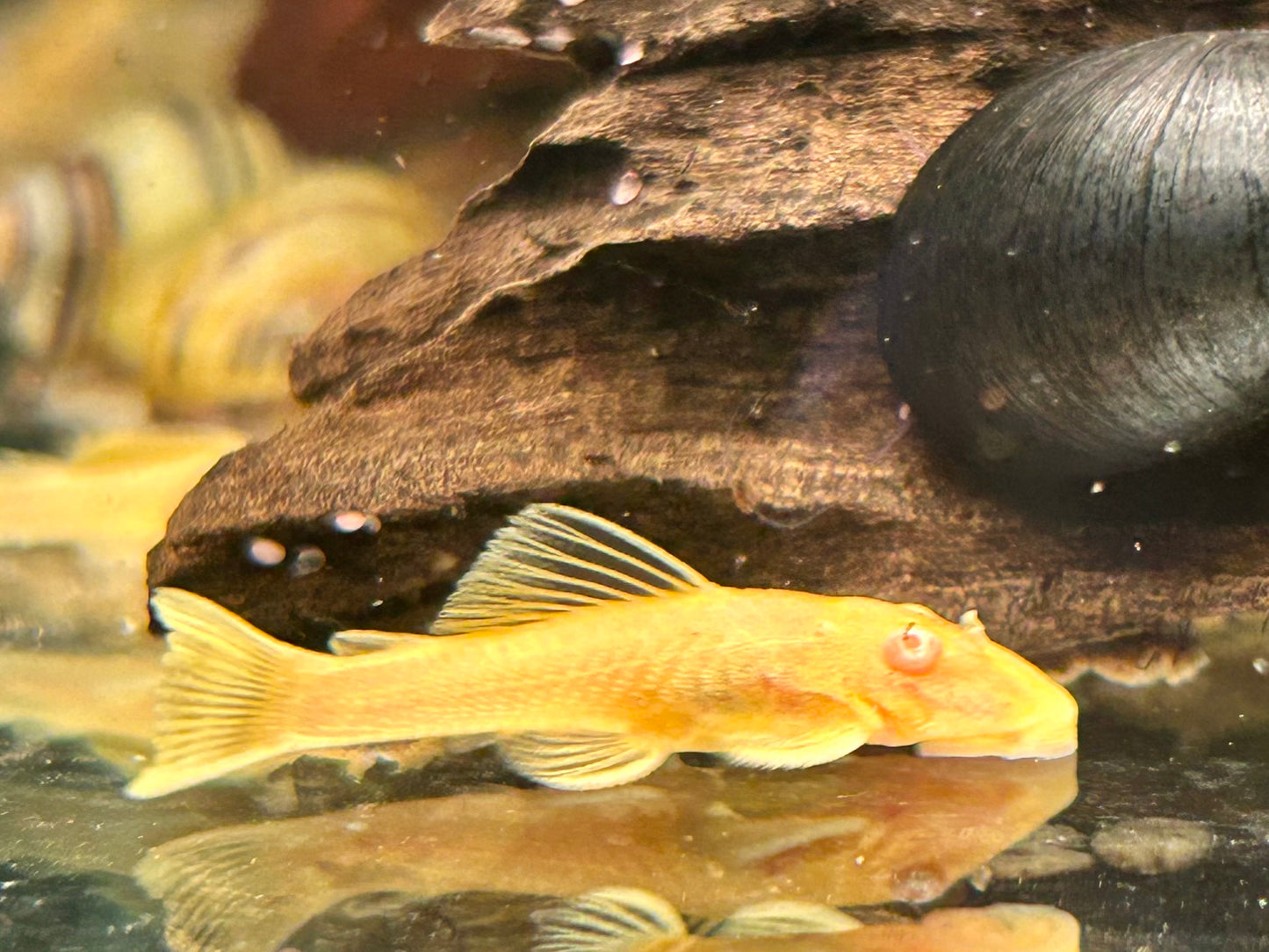 Goldener Antennenwels Ancistrus sp. albino