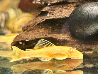 Goldener Antennenwels Ancistrus sp. albino