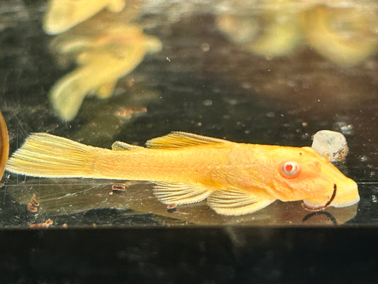 Goldener Antennenwels Ancistrus sp. albino