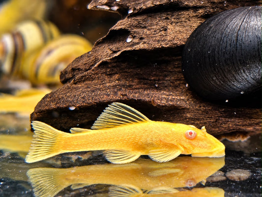 Goldener Antennenwels Ancistrus sp. albino