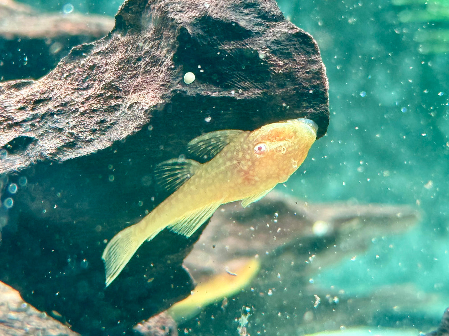 Goldener Antennenwels Ancistrus sp. albino