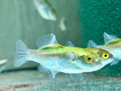 Goldener Kugelfisch  Auriglobus modestus 3,5-4,5 cm