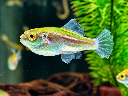 Goldener Kugelfisch  Auriglobus modestus 3,5-4,5 cm