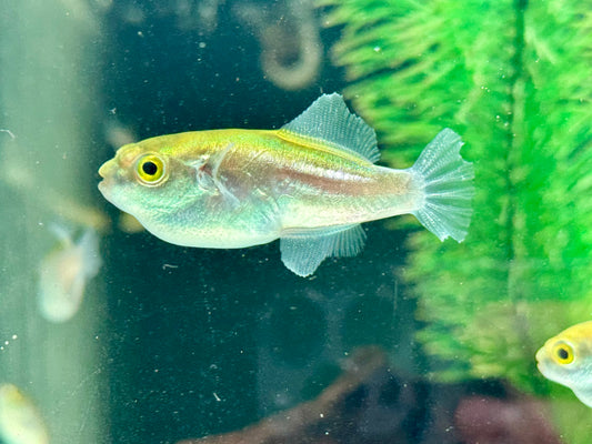 Goldener Kugelfisch  Auriglobus modestus 3,5-4,5 cm