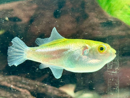 Goldener Kugelfisch  Auriglobus modestus 3,5-4,5 cm