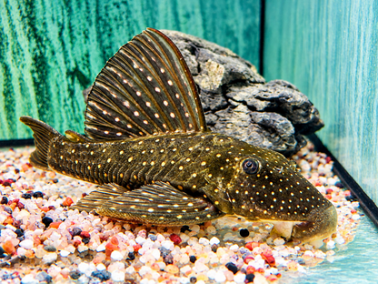 Goldener Segelflossenwels Phase 1 Hypostomus luteus 21-24 cm