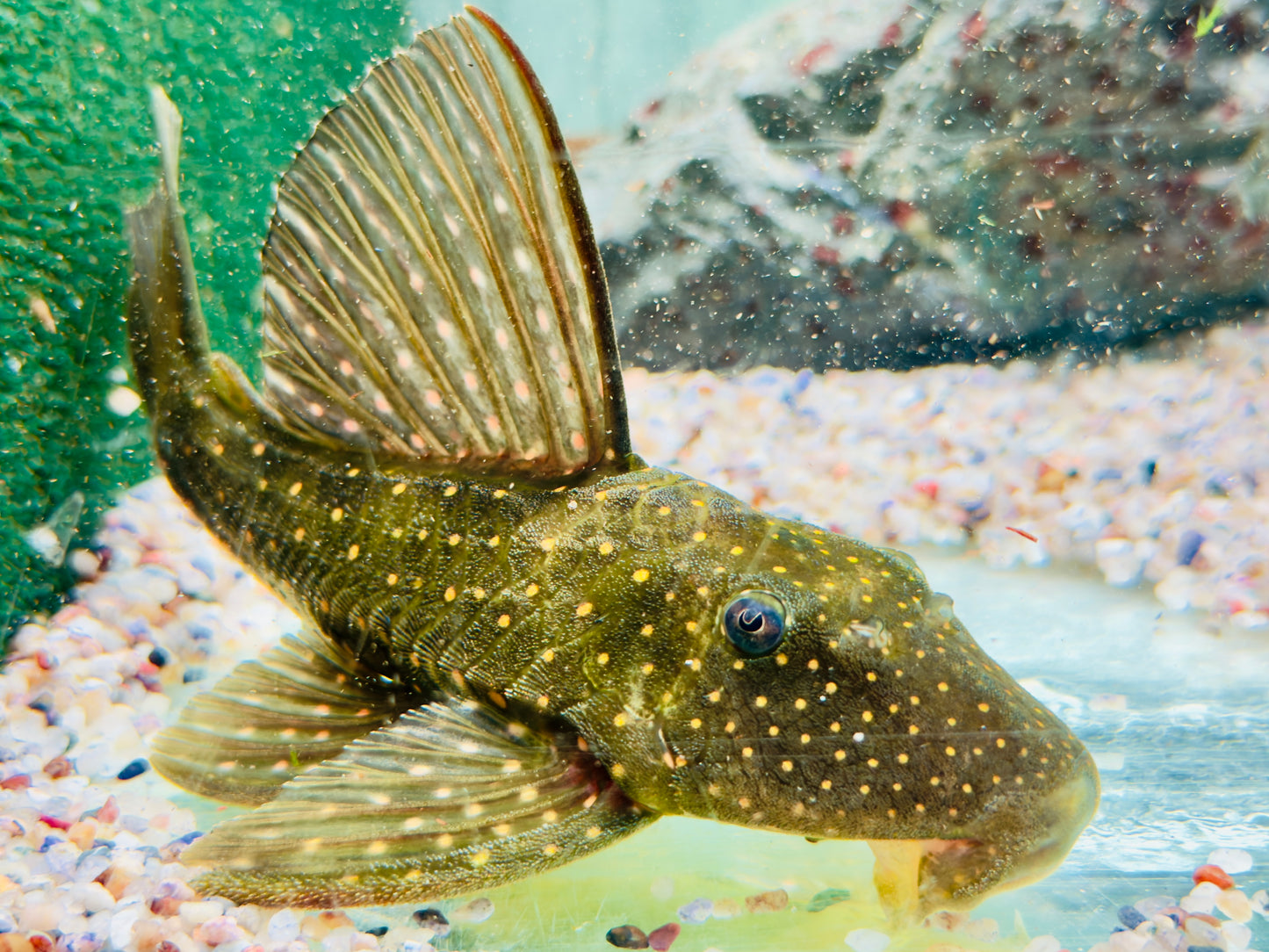 Goldener Segelflossenwels Phase 1 Hypostomus luteus 21-24 cm