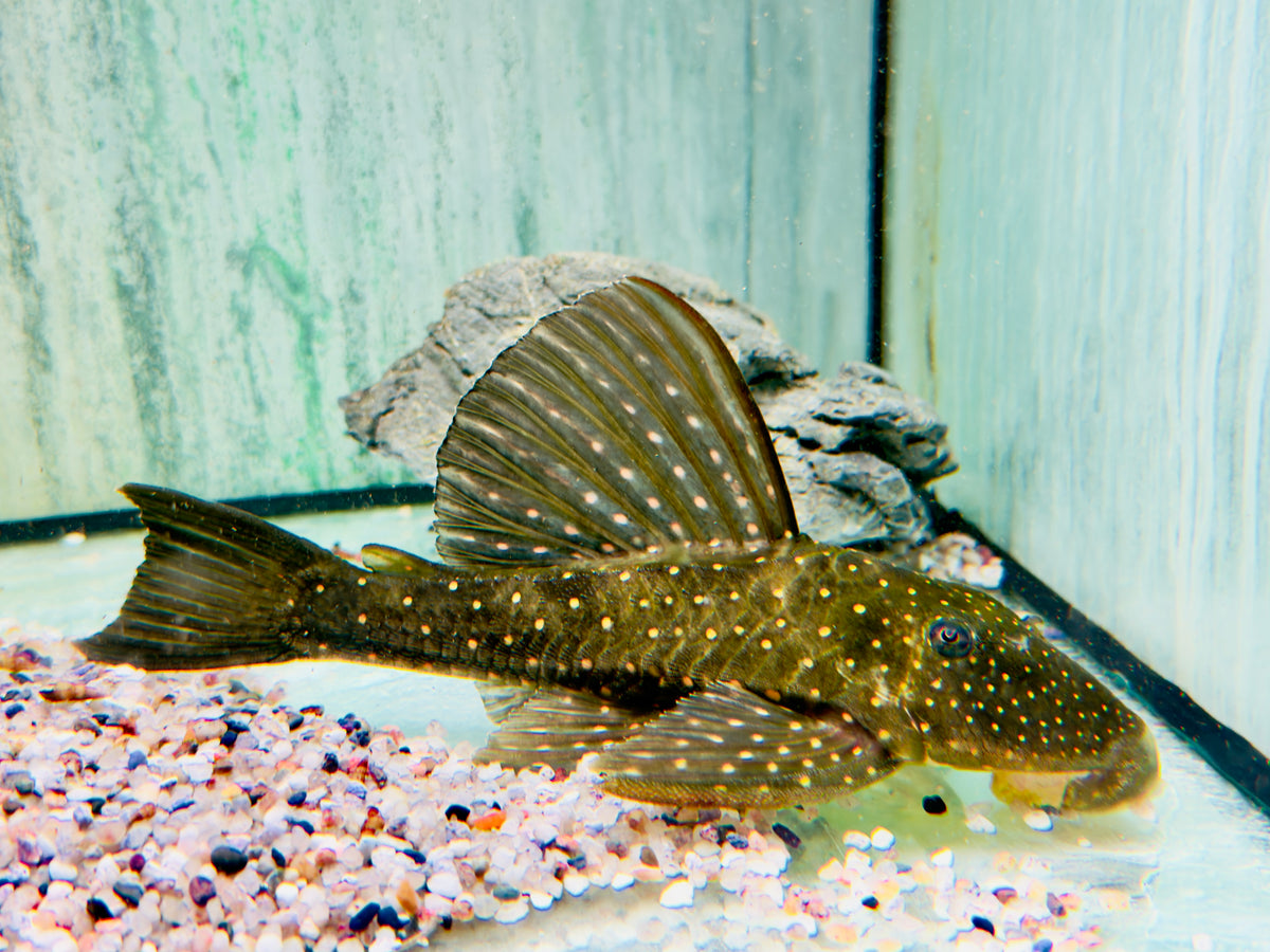 Goldener Segelflossenwels Phase 1 Hypostomus luteus 21-24 cm