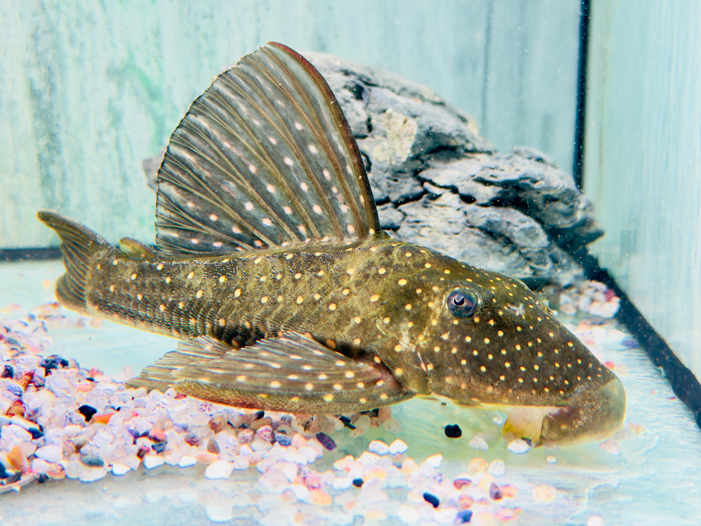 Goldener Segelflossenwels Phase 1 Hypostomus luteus 21-24 cm