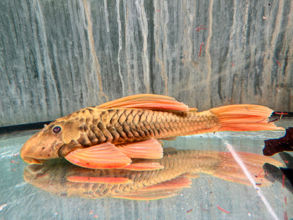 Goldener Segelflossenwels Phase 3 Hypostomus luteus 28-32 cm