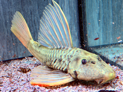 Goldener Segelflossenwels Phase 3 Hypostomus luteus 28-32 cm