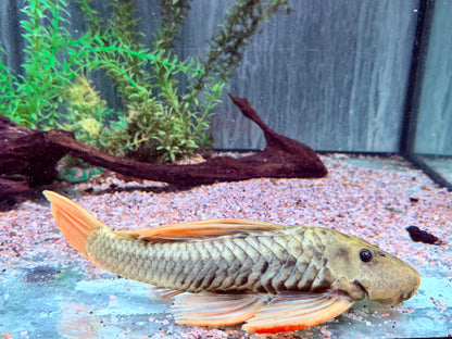 Goldener Segelflossenwels Phase 3 Hypostomus luteus 28-32 cm