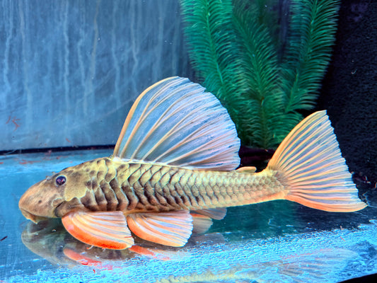 Goldener Segelflossenwels Phase 3 Hypostomus luteus 28-32 cm
