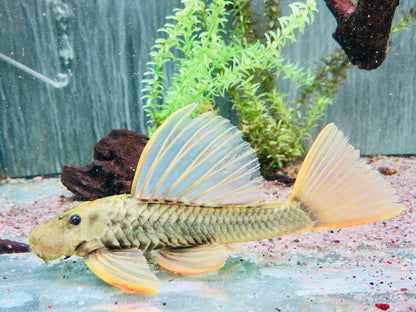 Goldener Segelflossenwels Phase 3 Hypostomus luteus 28-32 cm