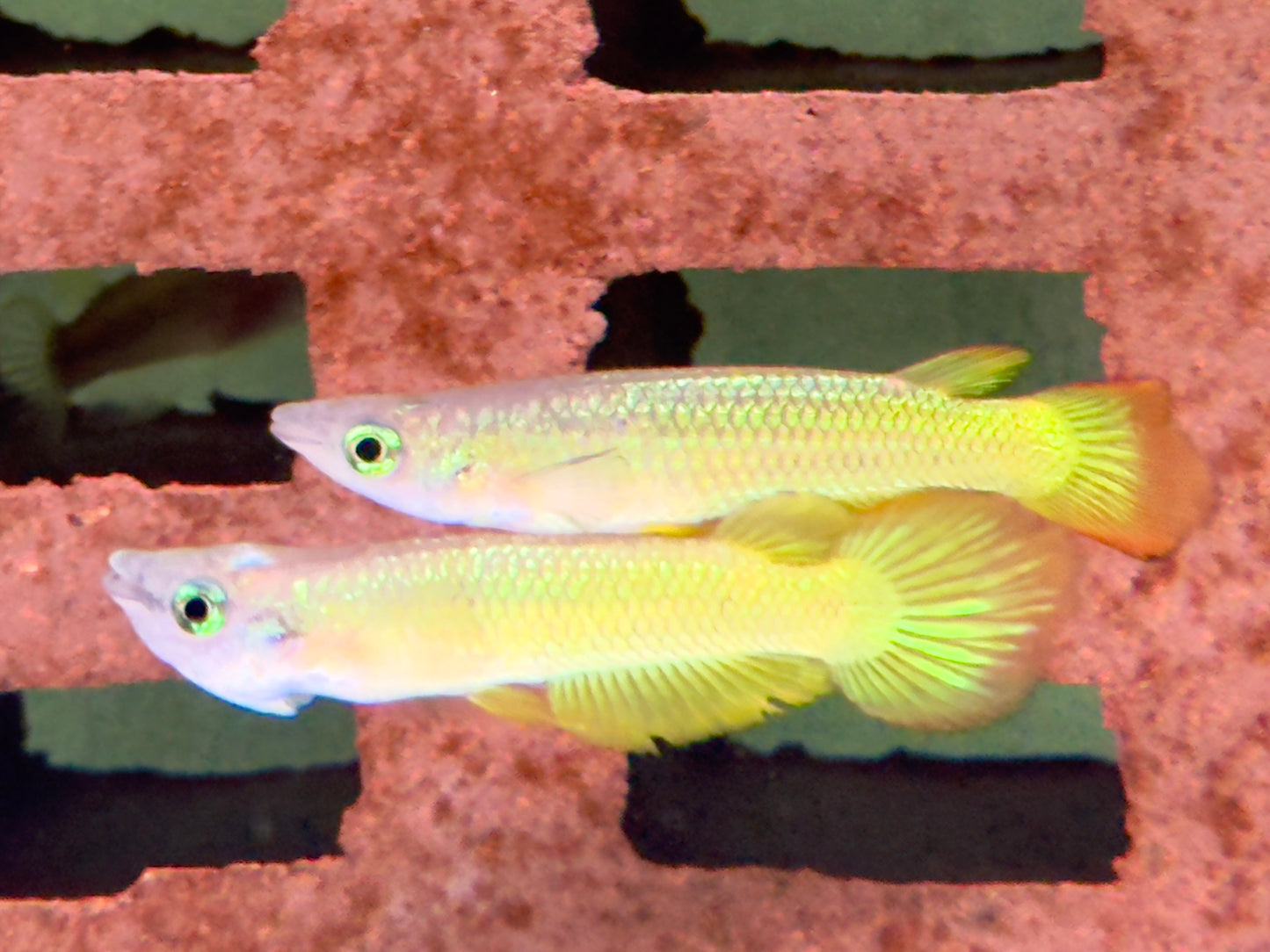 Goldener Streifenhechtling Aplocheilus lineatus