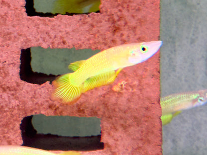 Goldener Streifenhechtling Aplocheilus lineatus