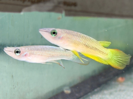 Goldener Streifenhechtling Aplocheilus lineatus