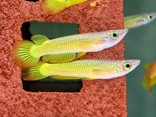 Goldener Streifenhechtling Aplocheilus lineatus