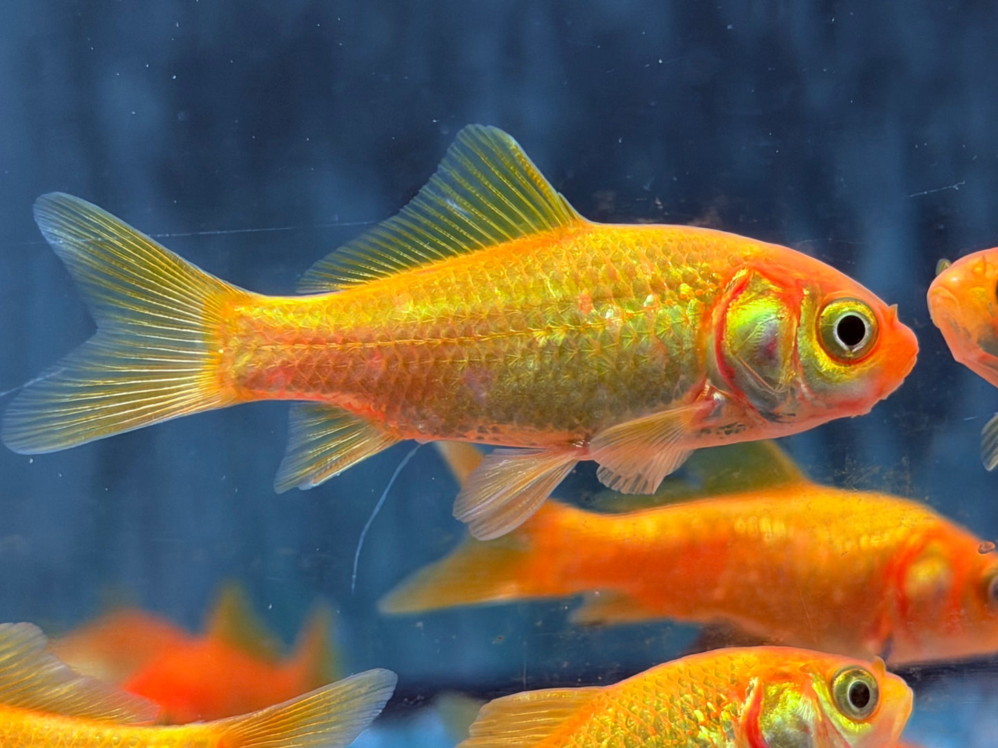 Goldfisch Gelb Carassius auratus  8-10 cm