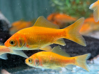 Goldfisch Gelb Carassius auratus  8-10 cm