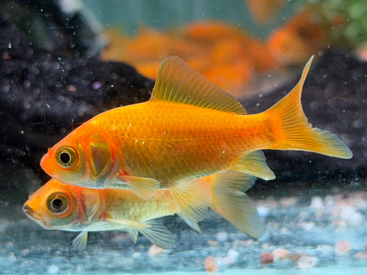 Goldfisch Gelb Carassius auratus  8-10 cm