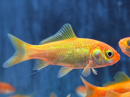 Goldfisch Gelb Carassius auratus  8-10 cm