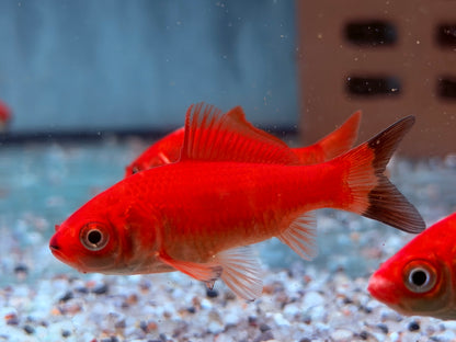 Goldfisch Rot / Orange Carassius auratus  8-10 cm
