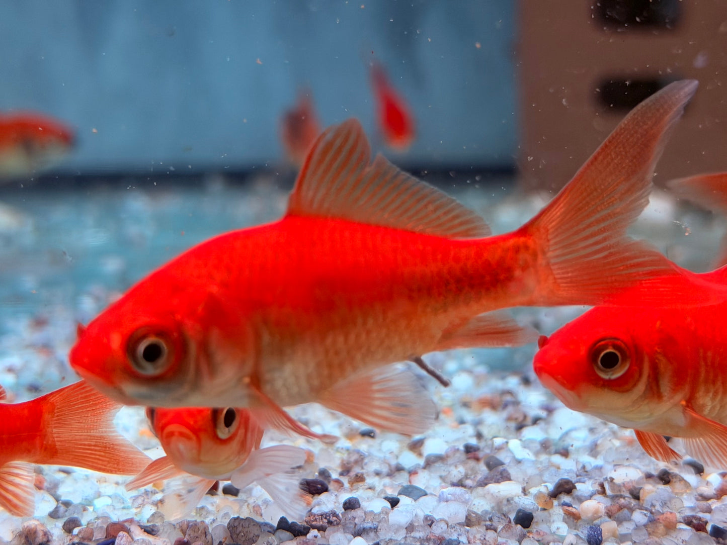 Goldfisch Rot / Orange Carassius auratus  8-10 cm