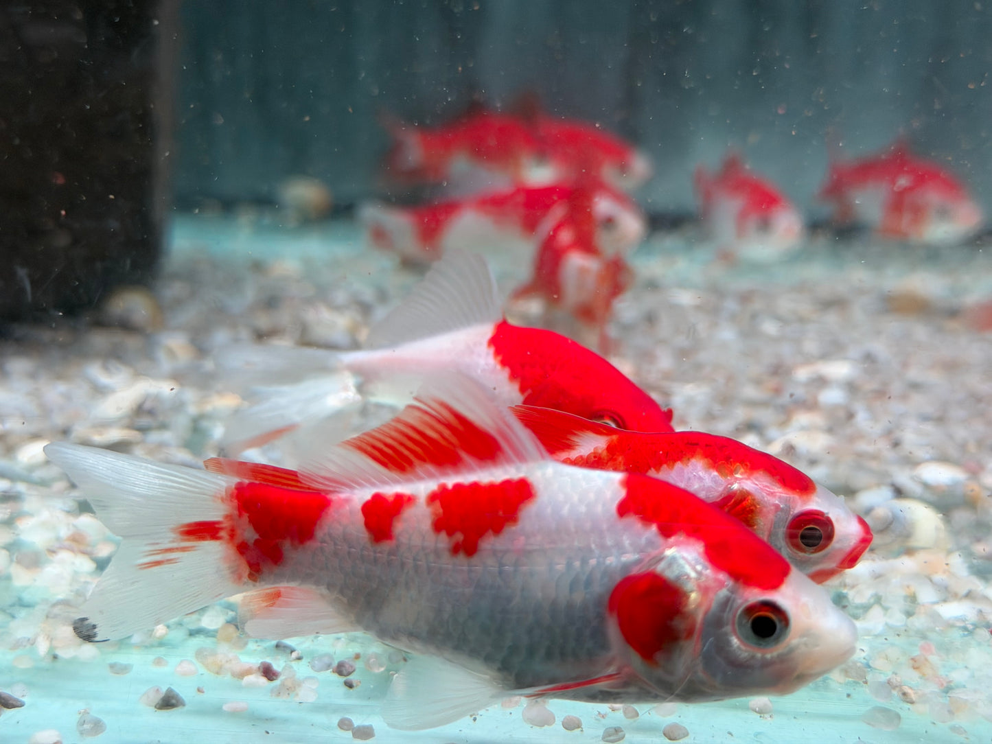 Goldfisch Sarasa Carassius auratus  8-10 cm